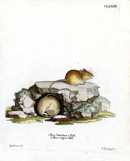Northern Birch Mouse from German School, (19th century)