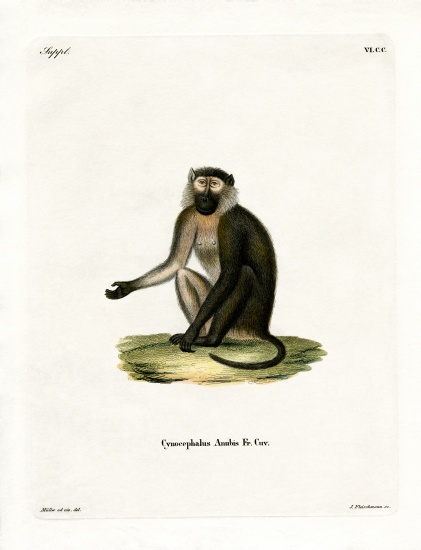 Olive Baboon from German School, (19th century)