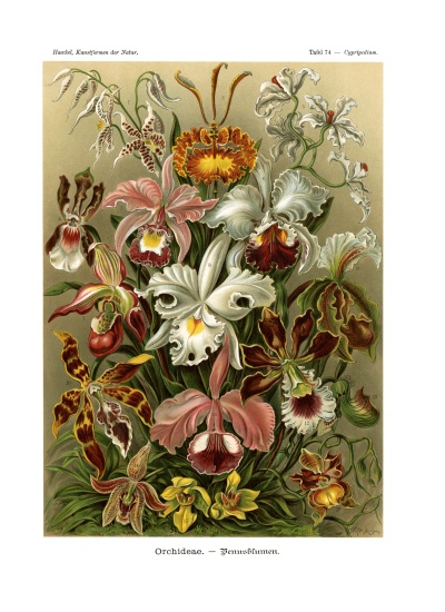 Orchideae from German School, (19th century)