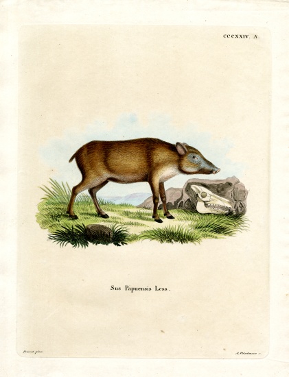 Papuan Wild Boar from German School, (19th century)