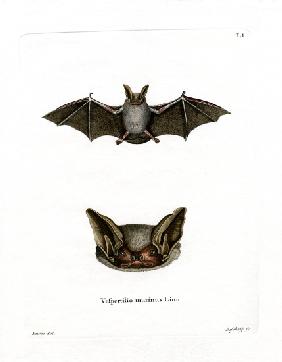 Particoloured Bat