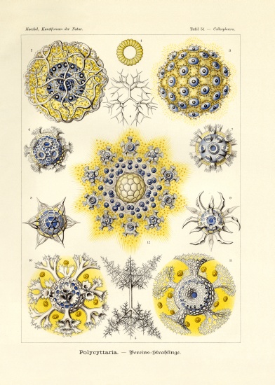 Polycyttaria from German School, (19th century)