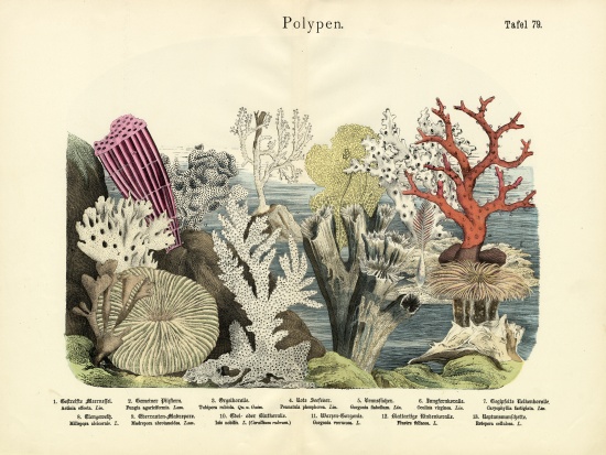 Polyps, c.1860 from German School, (19th century)