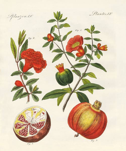 The pomegranate from German School, (19th century)