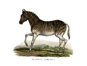 Quagga