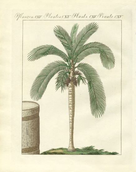 Rare trees from German School, (19th century)