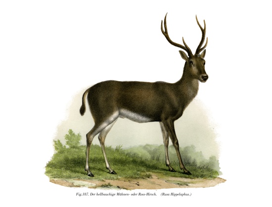 Red Deer from German School, (19th century)