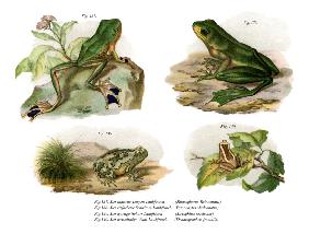 Reinwardt's Flying Frog