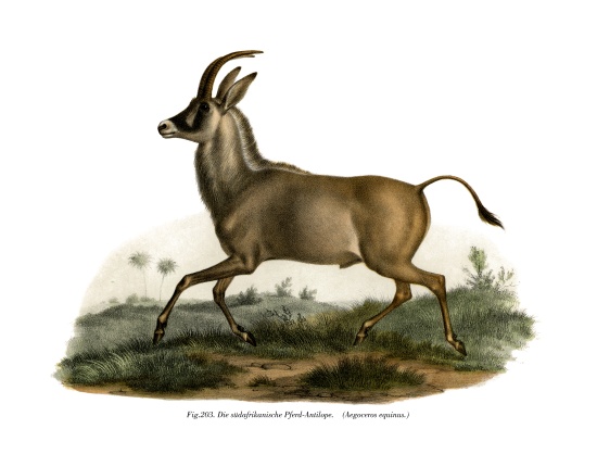Roan Antelope from German School, (19th century)
