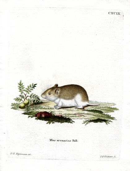 Sandy Mole Rat from German School, (19th century)