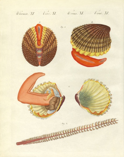 Sea creatures from German School, (19th century)