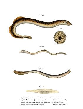 Sea Lamprey