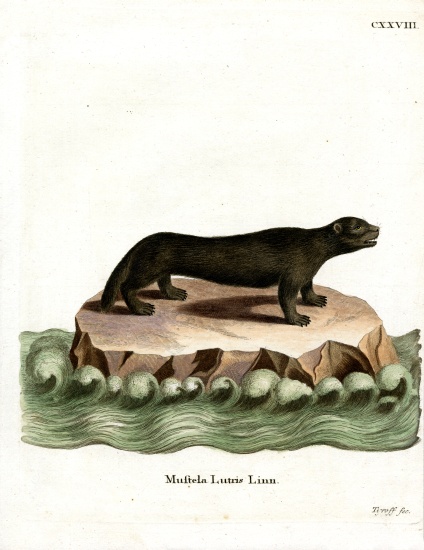 Sea Otter from German School, (19th century)