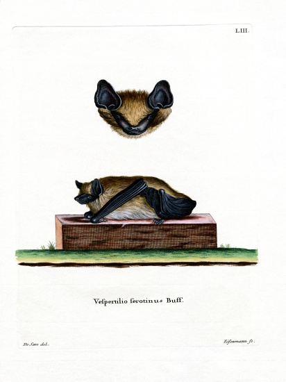 Serotine Bat from German School, (19th century)