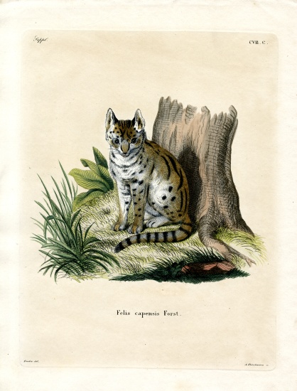 Serval from German School, (19th century)