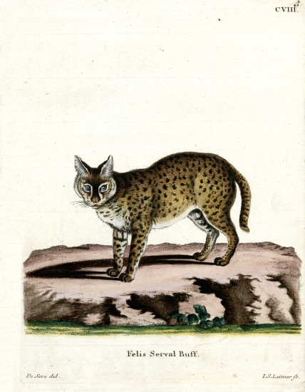 Serval from German School, (19th century)
