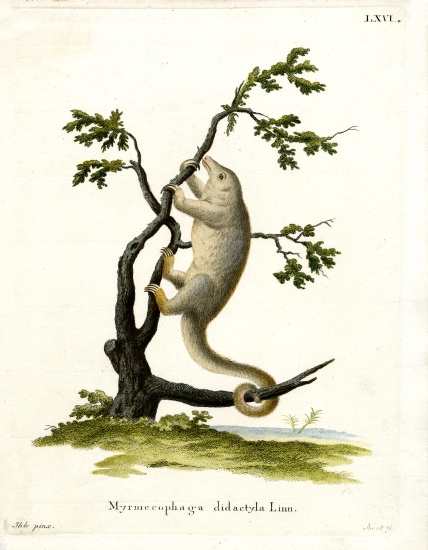 Silky Anteater from German School, (19th century)