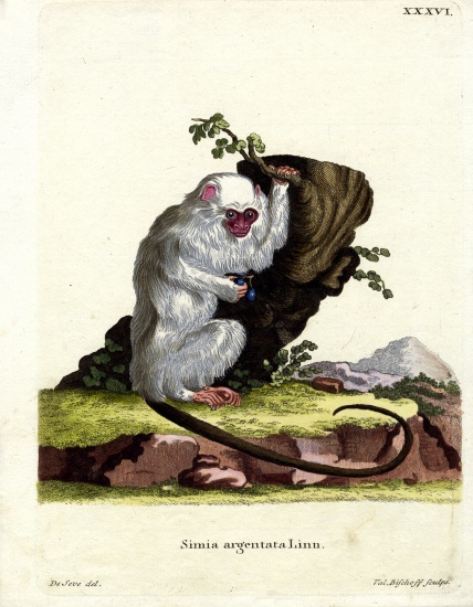 Silvery Marmoset from German School, (19th century)