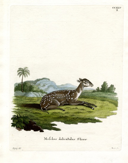 Small Spotted Musk from German School, (19th century)