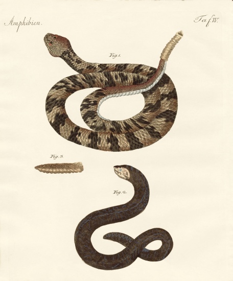 snake from German School, (19th century)