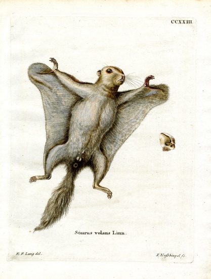 Southern Flying Squirrel from German School, (19th century)