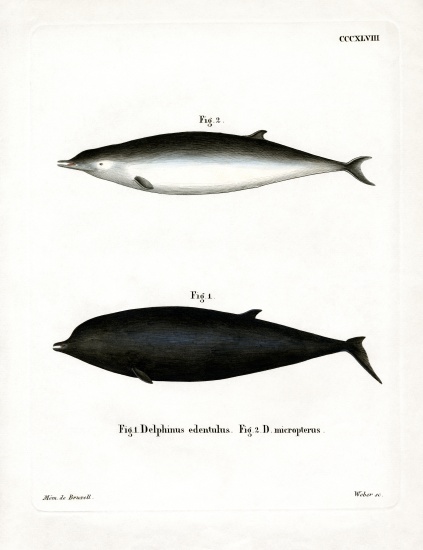 Sowerby's Beaked Whale from German School, (19th century)