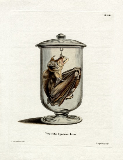 Spectral Bat from German School, (19th century)