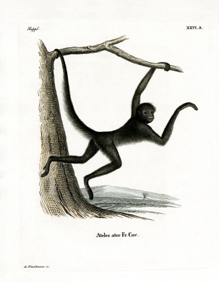 Spider Monkey from German School, (19th century)