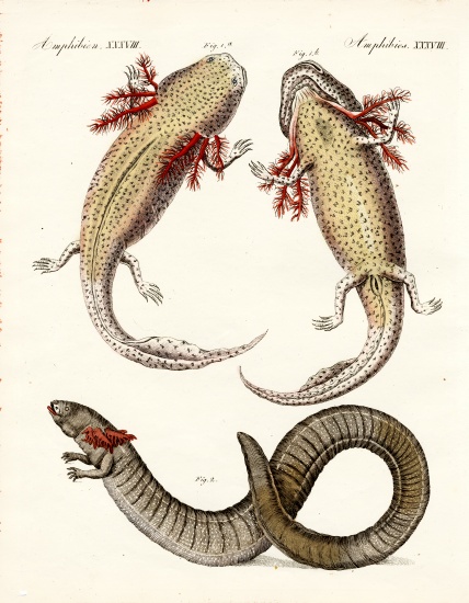 Strange amphibians from German School, (19th century)