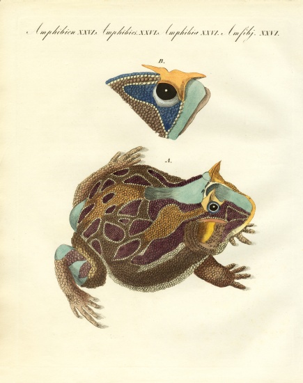 Strange amphibians from German School, (19th century)