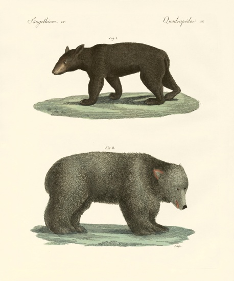 Strange bears from German School, (19th century)