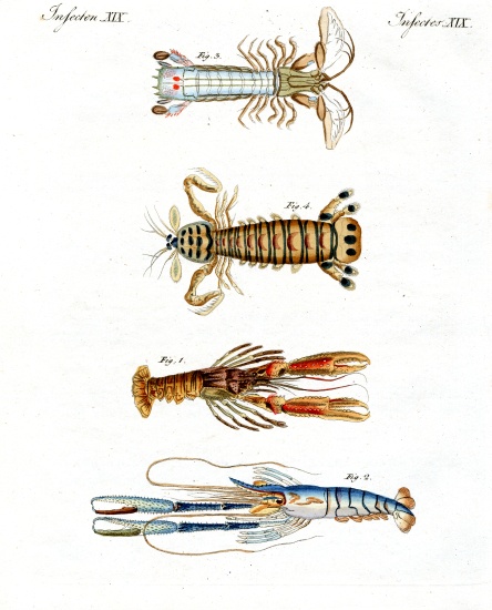 Strange crabs from German School, (19th century)