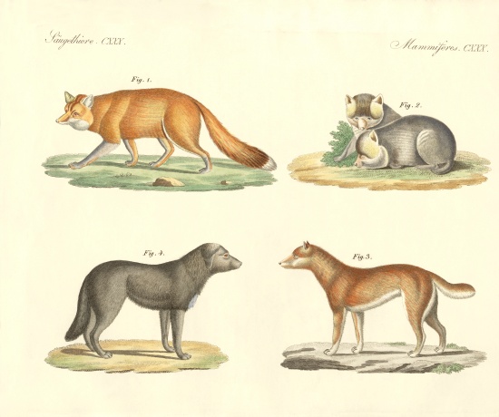 Strange dogs and foxes from German School, (19th century)