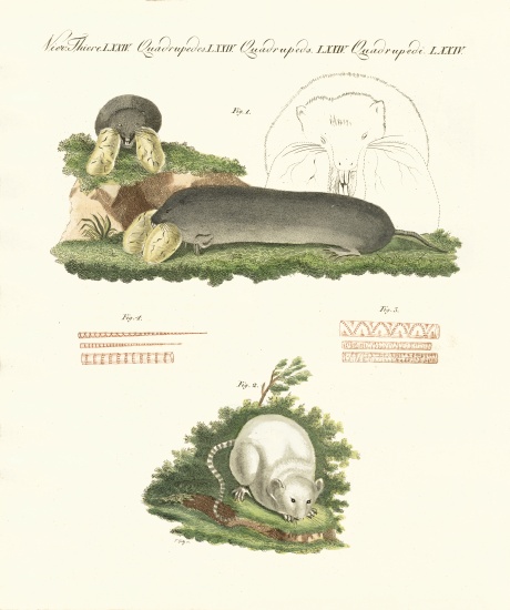 Strange mammals from German School, (19th century)