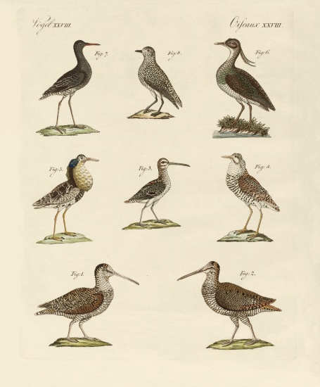 Strange marsh-birds from German School, (19th century)