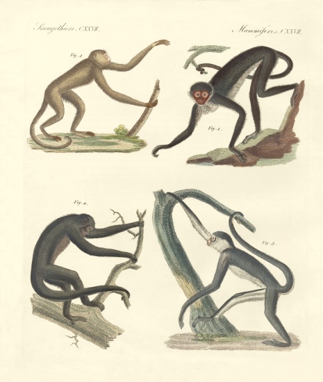 Strange monkeys of the new continent from German School, (19th century)