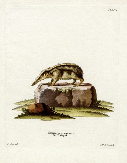 Tailless Tenrec from German School, (19th century)