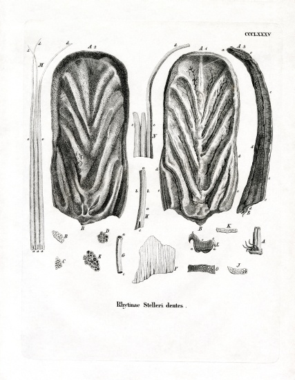 Teeth of Steller's Sea Cow from German School, (19th century)