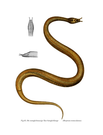 Tentacle Snake from German School, (19th century)