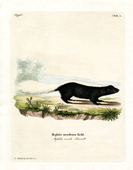 Texan Skunk from German School, (19th century)