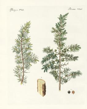 The common juniper