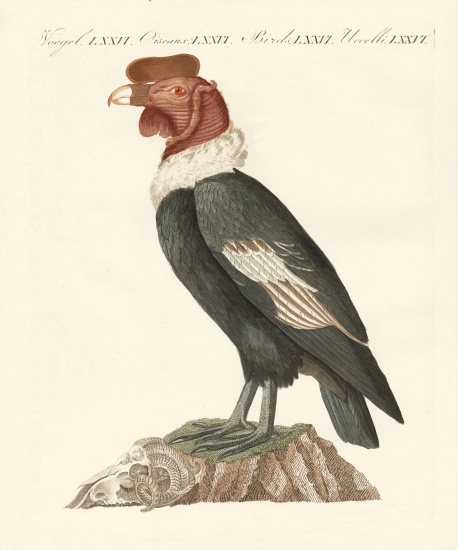 The condor from German School, (19th century)