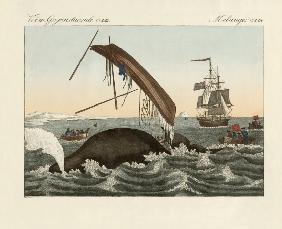 The dangers of whale fishing