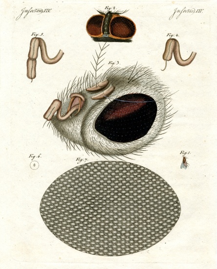 The head of a fly from German School, (19th century)