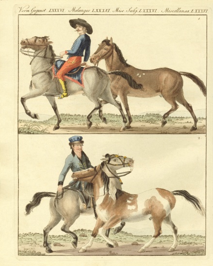 The horse with its different kinds from German School, (19th century)