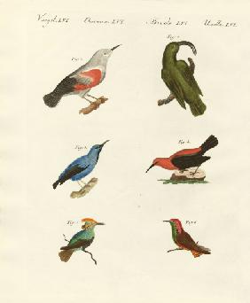 Treecreepers and hummingbirds