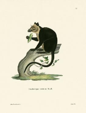 Ursine Tree Kangaroo