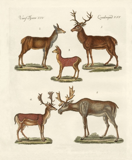Various kinds of deer from German School, (19th century)