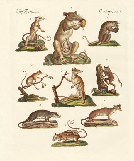 Various kinds of marsupials from German School, (19th century)
