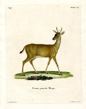 Virginian Deer